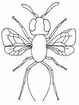 Bug Insect Mewarnai Serangga Tubuh Anggota Lebah Onlycoloringpages sketch template