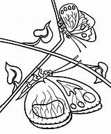 Coloring Pages Butterflies Butterfly Printable Kids Bestcoloringpagesforkids Collection Girls sketch template