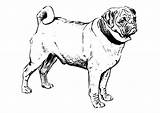 Pug Coloring Dog Pages Large sketch template