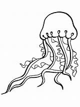 Jellyfish Sea Coloring Animals Pages Outline Clipart Octopus Ocean Animal Box Printable Simple Clip Drawing Cliparts Fish Realistic Jelly Print sketch template