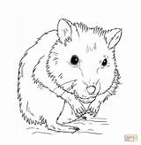 Hamster Coloring Pages Dwarf Cute Drawing Clipart Colour Printable Draw Kids Tutorials Cartoon Supercoloring Dot Getdrawings Step Webstockreview Clipground Baby sketch template