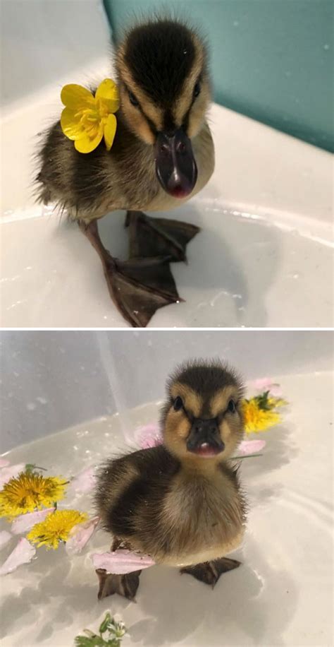 35 totally blessed duck images to make you smile bored panda
