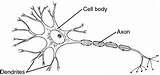 Dendrite Dendrites Nerve Neuron Pages Neuroplasticity sketch template