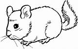 Dormouse Coloring Pages Getcolorings Animal Printable sketch template