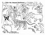Rainforest Coloring Amazon sketch template