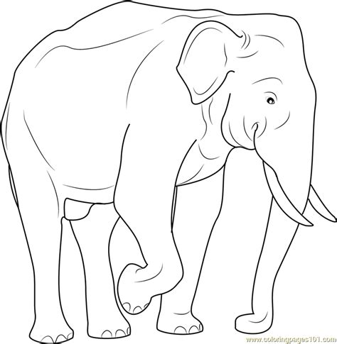 indian elephant coloring page  kids  elephant printable