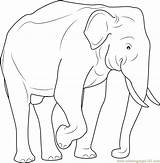 Elephant Indian Coloring Pages Asian Printable Coloringpages101 16kb Color Animals sketch template