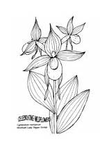 Orchid Coloring Pages Slipper Mountain Lady sketch template