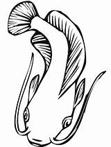 Catfish Pesce Dall Alto Wels Nebraska Clipartmag sketch template