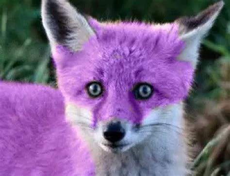 mnd  xtrn purple fox  una cocina malvada