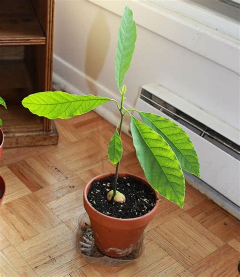 Grow Your Own Avocado Tree – Hoselink