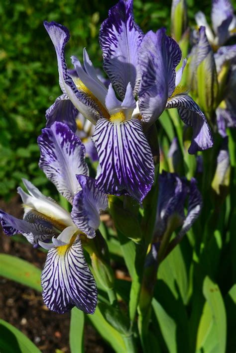 iris variegata var reginae davidowii avondale nursery