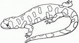 Lizard Coloring Pages Kids Gecko Salamander Drawing Printable Outline Template Coloring4free Print Mottled Dragon Getdrawings Results Bestcoloringpagesforkids sketch template