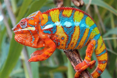 ambilobe panther chameleons  sale chromatic chameleons