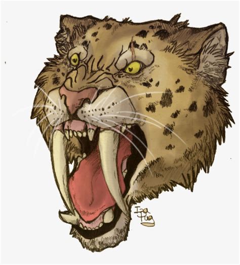 saber tooth tiger drawing saber tooth tiger skull tattoo saber tooth