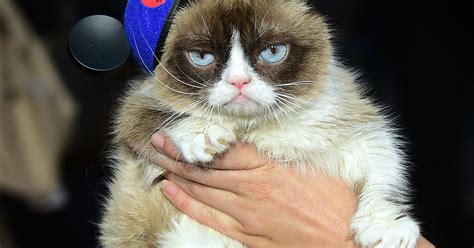 grumpy cat wins   copyright infringement lawsuit