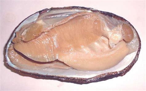 clam images biology