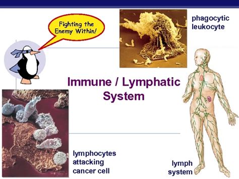 Immune Lymphatic System Presentation For 10th 12th Grade Lesson Planet