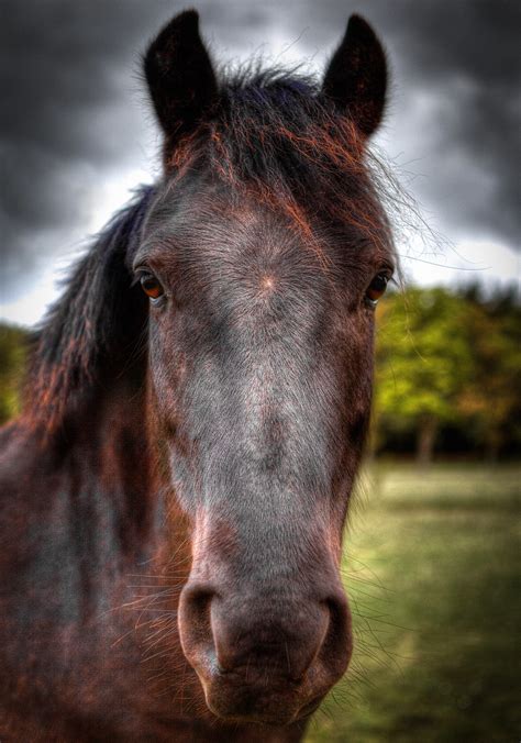 horse face  phil reeve photo  px