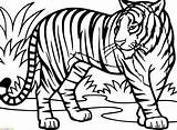 Mewarnai Gambar Hewan Macan Harimau Marimewarnai sketch template