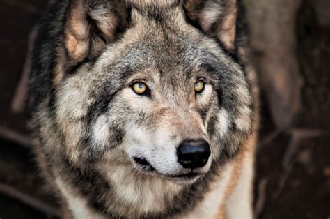 grey wolf face animal wolf  ultra hd wallpaper