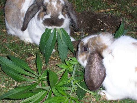 Dea If Utah Legalizes Pot Rabbits And Other Wildlife Will Get