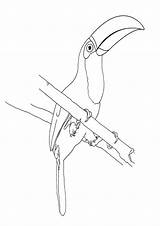 Toucan Coloring Pages Print sketch template
