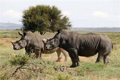 rare black rhino kills conservationist  brought extinct species   rwanda