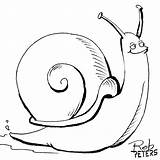 Snail Peters Snails Rob Spent sketch template