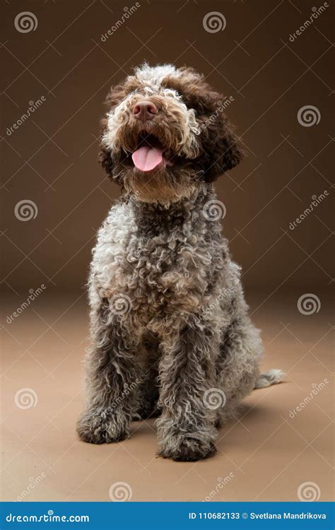 beautiful brown fluffy puppy stock image image  mammal beautiful