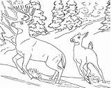 Coloring Pages Animal Realistic Deer Kids Buck Doe Tweet sketch template
