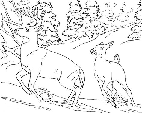 realistic animal coloring pages realistic animal coloring pages