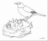 Coloring Canary Pages Hawk Tailed Red Canaries Getcolorings Birds Fresh Getdrawings Colorings sketch template