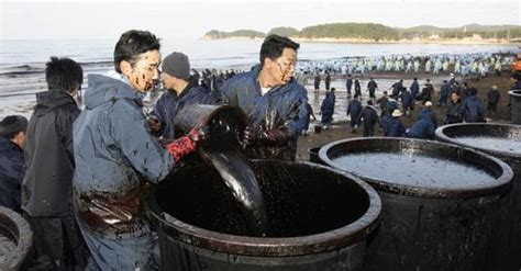 Oil Spill Devastates South Koreas West Coast The Daily Illini