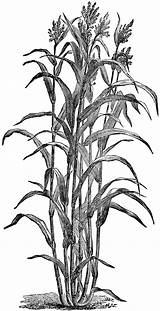 Cane Sugar Clipart Drawing Sugarcane Corn Plant Sorghum Etc Cliparts Clip Chinese Usf Edu Grass Getdrawings Library Drawings Gif Illustration sketch template
