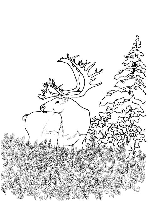 woodland animals coloring pages coloring home