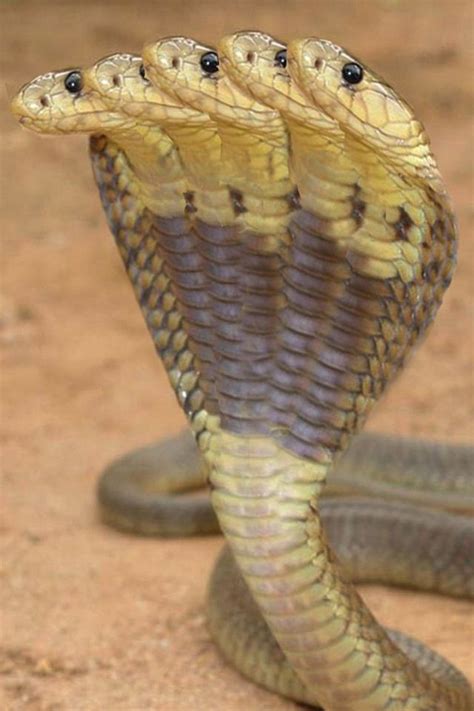 scary snakes reptiles  amphibians beautiful snakes