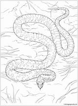 Gopher Snake Pages Coloring Color sketch template