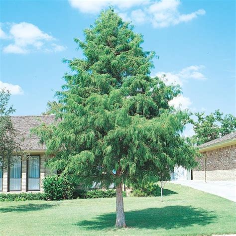 shop  gallon bald cypress shade tree   lowescom