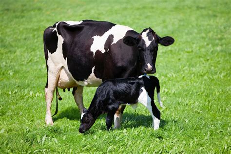 pa farm show welcomes cows  moo ternity leave agdaily