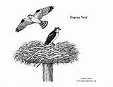Osprey Nest Coloring Sponsors Wonderful Support Please sketch template