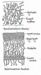 Lichens Thallus sketch template