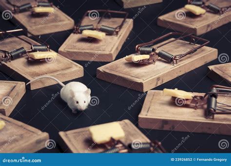 multiple mouse traps  cheese stock photo image  beware problem