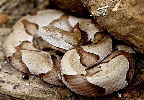 copperhead snakes engage  nightly summertime feeding congregation houston chronicle