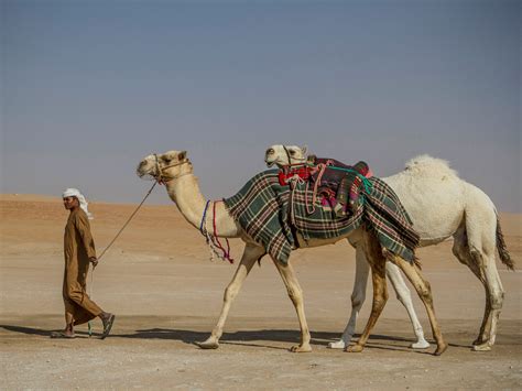 uaes  side celebrating camels   desert  conde
