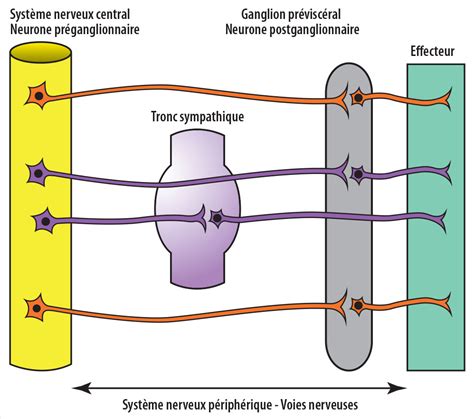 anatomie du systeme nerveux autonome figure