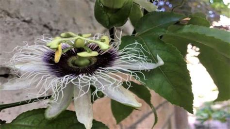 7 Amazing Passion Flower Tea Benefits For Anxiety And Sleep