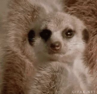 funny animals gifs find share  giphy