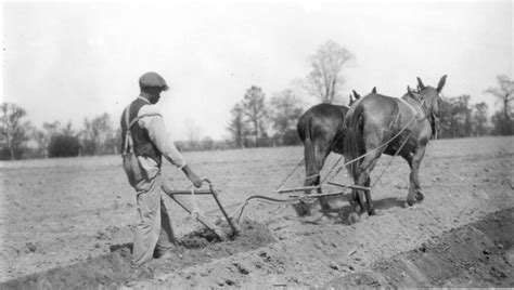 plowing  mules jimmy smith flickr