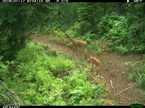 White Tailed Deer Research In Northern Idaho Is Providing